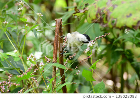 A Japanese tit eating berries in the autumn mountains 139028088