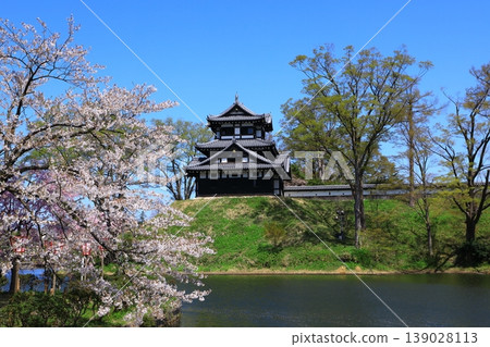 Takada Castle Ruins Park: Cherry blossoms in full bloom Takada Castle Ruins Park: Cherry blossoms in full bloom 139028113