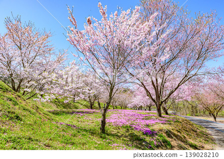 Moss phlox and cherry blossoms nearing the end of their bloom in Tachiyagawa, Yamagata. Moss phlox and cherry blossoms nearing the end of their bloom in Tachiyagawa, Yamagata. 139028210