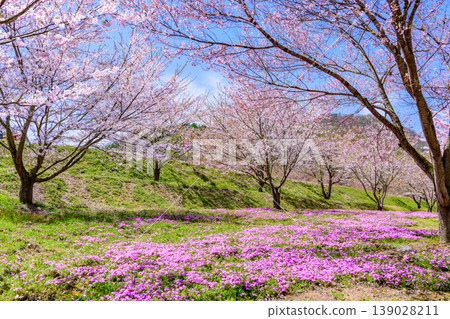 Moss phlox and cherry blossoms nearing the end of their bloom in Tachiyagawa, Yamagata. Moss phlox and cherry blossoms nearing the end of their bloom in Tachiyagawa, Yamagata. 139028211