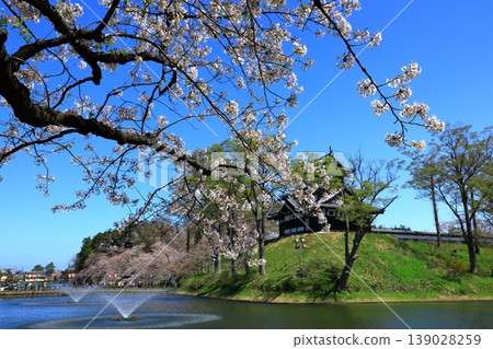 Takada Castle Ruins Park: Cherry blossoms in full bloom Takada Castle Ruins Park: Cherry blossoms in full bloom 139028259