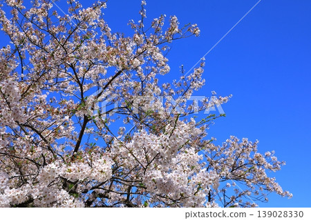 Cherry blossoms in full bloom shining in the blue sky 139028330