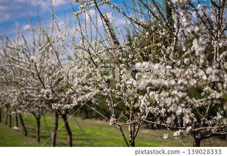 Wide shot of an almond plantation in full bloom under a bright blue sky with clouds Wide shot of an almond plantation in full bloom under a bright blue sky with clouds 139028333