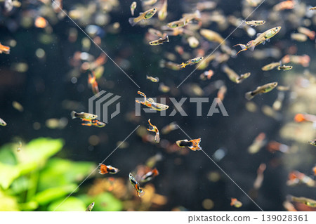 一群魚在水族箱裡遊來游去 一群魚在水族箱裡遊來游去 139028361