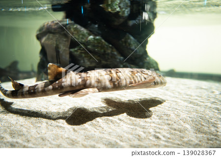 A catshark swimming underwater A catshark swimming underwater 139028367