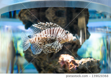 水箱裡的蝎子魚 水箱裡的蝎子魚 139028368
