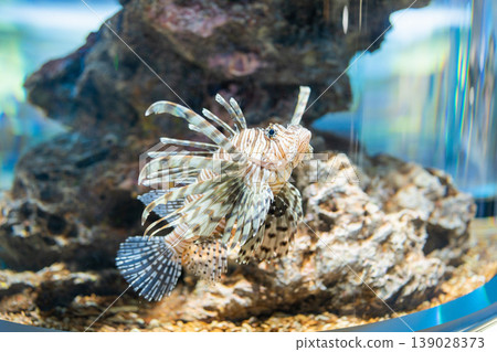 一條石斑魚偽裝在白色的沙子裡。 一條石斑魚偽裝在白色的沙子裡。 139028373