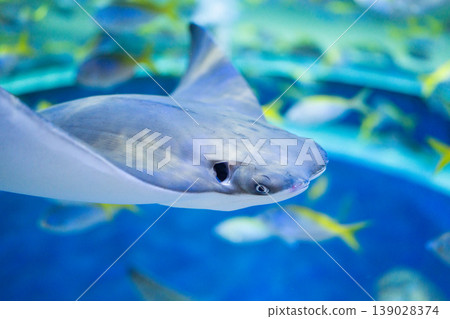 Swim in the aquarium Swim in the aquarium 139028374