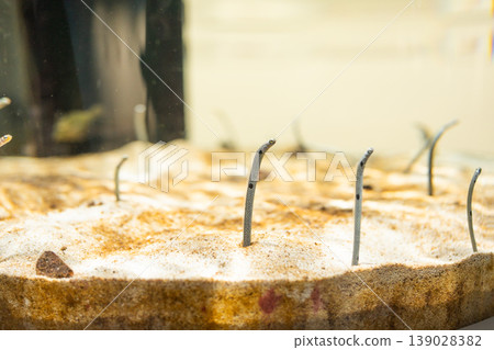 Aquarium's snuff Aquarium's snuff 139028382