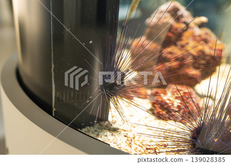 Sea urchins clinging to the glass Sea urchins clinging to the glass 139028385