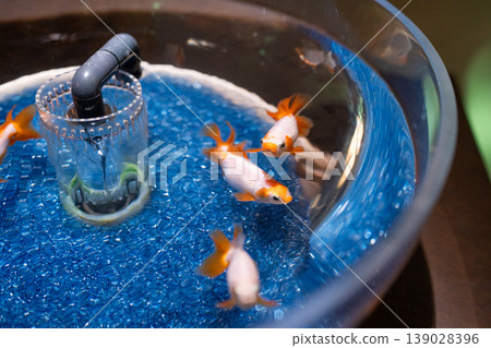 水族館裡的金魚 水族館裡的金魚 139028396