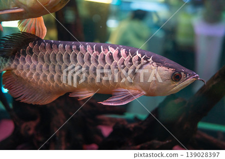 亞洲龍魚在水族館游泳 139028397