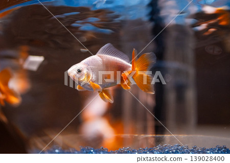 魚缸裡的金魚 魚缸裡的金魚 139028400
