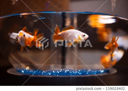 金魚在水族箱裡遊動 金魚在水族箱裡遊動 139028402