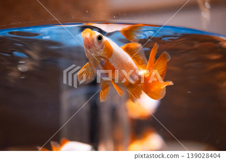 金魚在水族箱裡遊動 金魚在水族箱裡遊動 139028404