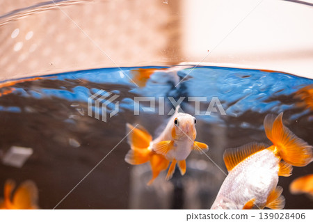Goldfish swimming in an aquarium tank 139028406