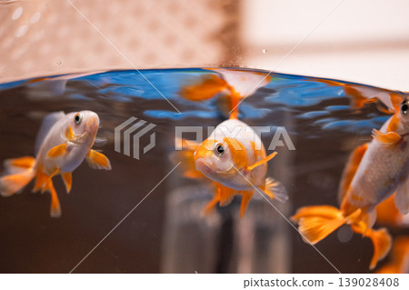 魚缸裡的金魚 魚缸裡的金魚 139028408