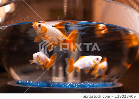 金魚缸裡的金魚 金魚缸裡的金魚 139028409