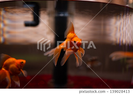 Goldfish in a goldfish bowl Goldfish in a goldfish bowl 139028413