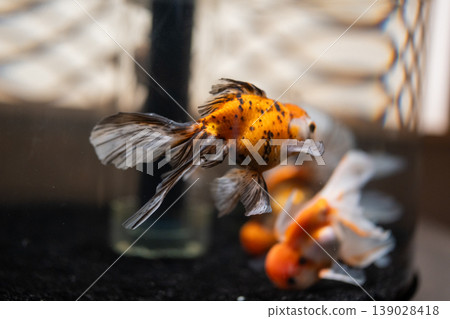Goldfish in a goldfish bowl Goldfish in a goldfish bowl 139028418