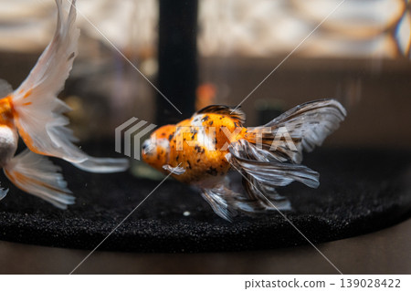 Goldfish in a goldfish bowl Goldfish in a goldfish bowl 139028422
