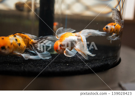 Goldfish in a goldfish bowl Goldfish in a goldfish bowl 139028423