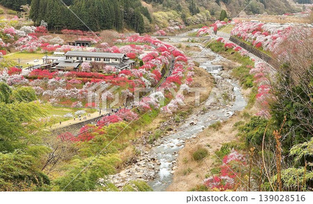 從山上拍攝的桃花村。 從山上拍攝的桃花村。 139028516