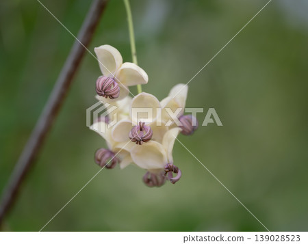 White-flowered Akebia (Akebia quinata) male flowers 139028523