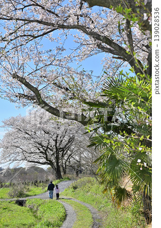水沼稻田:農場道路,水沼灌溉渠東緣 水沼稻田:農場道路,水沼灌溉渠東緣 139028536