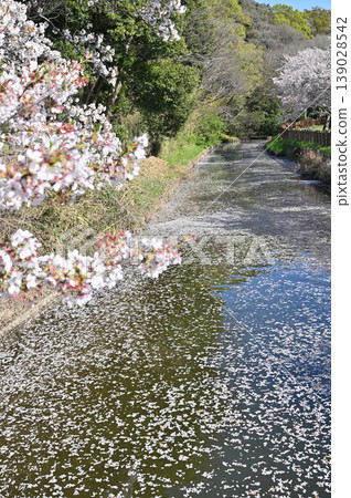 Meanuma paddy: Imanuma substitute water east edge Meanuma paddy: Imanuma substitute water east edge 139028542