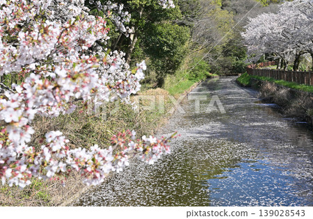 Meanuma paddy: Imanuma substitute water east edge 139028543