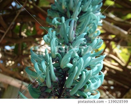 Beautiful jade vine Beautiful jade vine 139028599