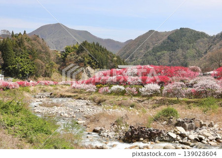 Spring in Achi Village, the Village of Peach Blossoms Spring in Achi Village, the Village of Peach Blossoms 139028604