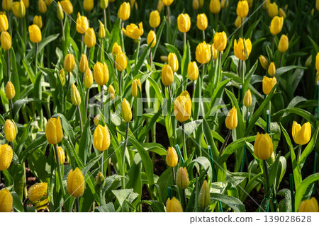 Beautiful yellow Tulips flower grow in the garden. Tulips is one of the world's most easily recognized and loved flowers. 139028628