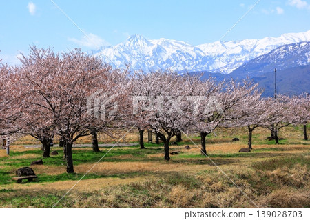 藪之川部公園:櫻花盛開,遠眺妙高山脈。 藪之川部公園:櫻花盛開,遠眺妙高山脈。 139028703