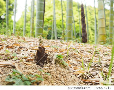 Bamboo shoots with their faces out of the ground Bamboo shoots with their faces out of the ground 139028719
