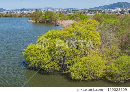 滋賀縣草津市琵琶湖畔綠樹成蔭 滋賀縣草津市琵琶湖畔綠樹成蔭 139028809