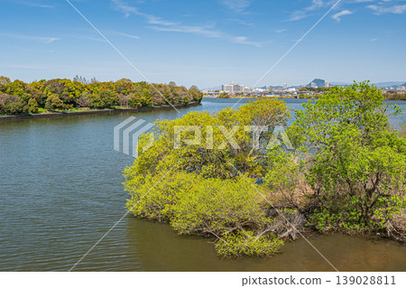 Fresh green trees along the shores of Lake Biwa, Kusatsu City, Shiga Prefecture 139028811