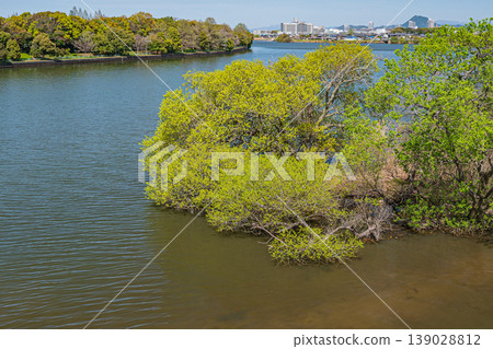 滋賀縣草津市琵琶湖畔綠樹成蔭 滋賀縣草津市琵琶湖畔綠樹成蔭 139028812
