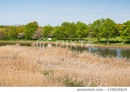 滋賀縣草津市琵琶湖畔綠樹成蔭 滋賀縣草津市琵琶湖畔綠樹成蔭 139028824