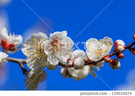 White flower flowers White flower flowers 139028874