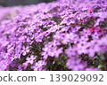 A vibrant, spring-like close-up depicting a field of purplish moss phlox flowers with a soft, blurred background. 139029092