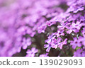 A beautiful floral landscape captured with a soft bokeh effect, featuring moss phlox blooming in gentle purple-pink hues, bathed in the spring light. 139029093