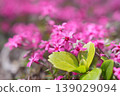 A beautiful close-up shot capturing the vibrant pink blossoms of moss phlox in the spring sunshine, rendered with a soft bokeh effect. 139029094