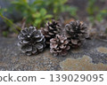 A natural autumn/winter scene capturing a pine cone quietly resting on the forest floor, rendered in soft natural light and a calming background blur. 139029095