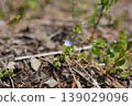 A lovely close-up of a small blue speedwell flower blooming quietly in a spring field, captured in soft natural light. 139029096