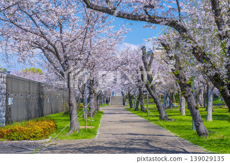 Sakuranosuke park's cherry blossom trees Sakuranosuke park's cherry blossom trees 139029135