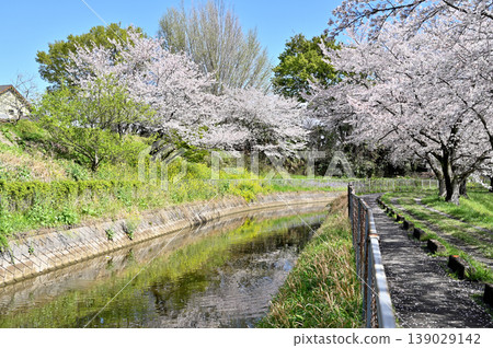 Minuma Nada:Minuma替補水東部邊緣櫻花走廊 Minuma Nada:Minuma替補水東部邊緣櫻花走廊 139029142