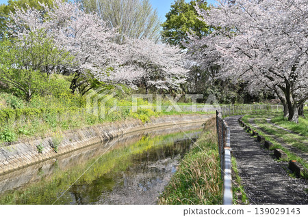 Minuma Nada:Minuma替補水東部邊緣櫻花走廊 Minuma Nada:Minuma替補水東部邊緣櫻花走廊 139029143