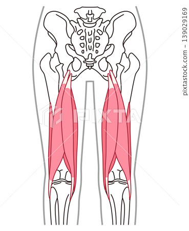 Hamstrings: Muscles on the back of the thigh 139029169